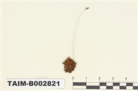 藏品(絲瓜苔屬)的圖片